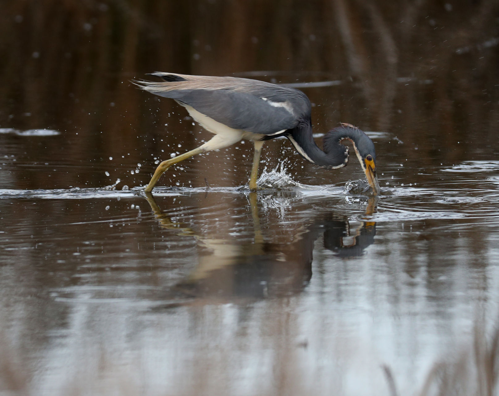 Galveston gets Bird City Texas designation